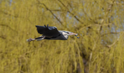 Grey Heron, Ardea cinerea