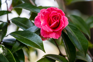 CAMELLIA JAPONICA DR. BALTAZAR DE MELLO