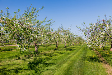 Apple blossoms in an apple orchard