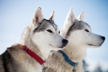 Huskies