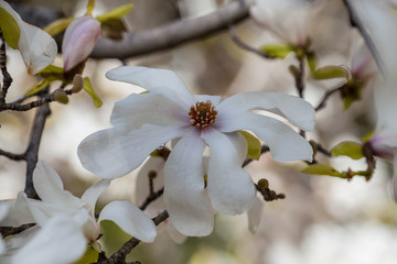 MAGNOLIA STELLATA ROYAL STAR