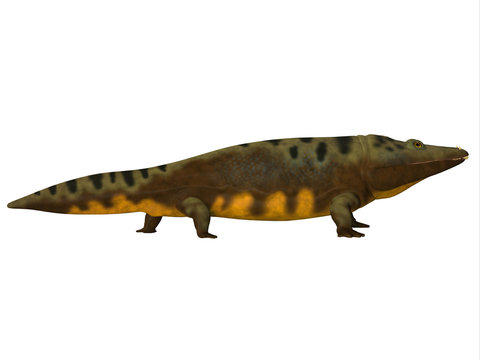 Mastodonsaurus Side Profile - Mastodonsaurus was an aquatic amphibian animal that lived in Europe during the Triassic Period.