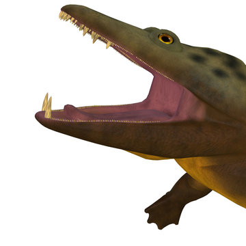 Mastodonsaurus Amphibian Head - Mastodonsaurus was an aquatic amphibian animal that lived in Europe during the Triassic Period.