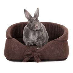 Naklejka premium rabbit sitting on a pet bed