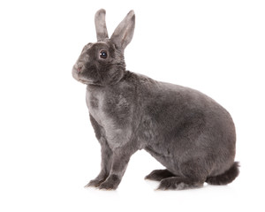 grey rex rabbit sitting on white