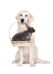 golden retriever dog holding a rabbit in a basket