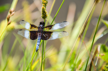 Closeup of a beautiful, blue dragonfly in a lotus pond with timothy grass