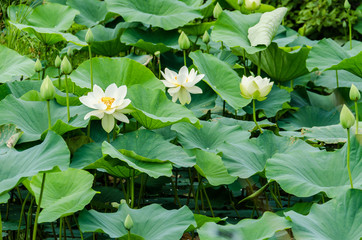 Lotus and water lily pond with blooming white flowers