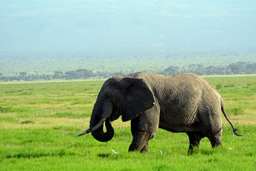 Naklejka na ściany i meble African elephant, Amboseli National Park, Kenya