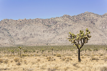 A landscape view of joshua trees with a focus on a single tree in California