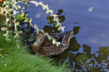Mallard female duck by lake shore