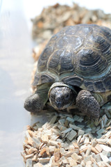 small slow turtle