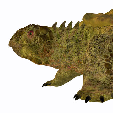 Proganochelys Turtle Head - Proganochelys is the second oldest turtle species discovered and lived in Germany and Thailand in the Triassic Period.