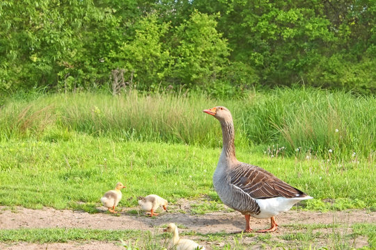 Goose with goslings on a meadow