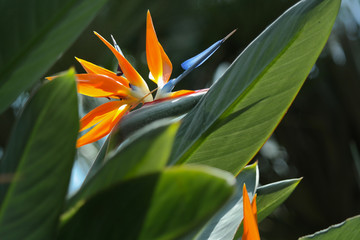 Strelitzia, bird of paradise flower