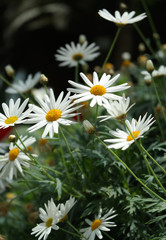 White daisies in the garden close up photo..