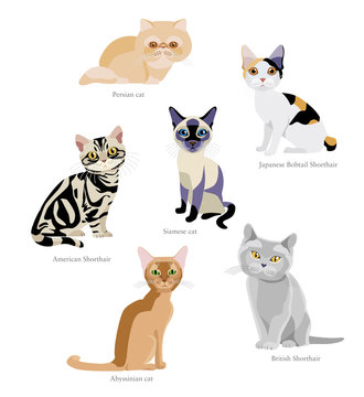 Different breeds of cats: Persian, Japanese Bobtail Shorthair, Siamese, American Shorthair, Abyssinian, British Shorthair isolated on white background
