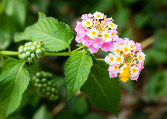 Pink Lantana Camara flowers blossom with fruits