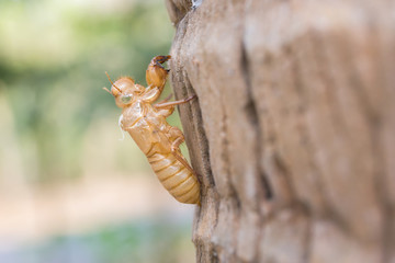 close-up to the cicada slough holding with the coconut tree