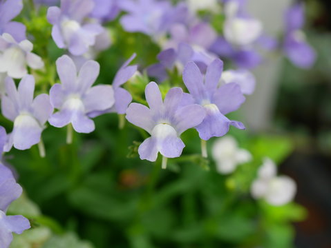Fototapeta Perennial snapdragon Earl Grey