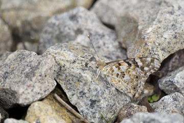A Painted Lady butterfly resting on a sunny rock, Cornwall, England, UK. Its underwing pattern camouflages well with the granite rock.