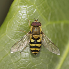 A Hoverfly resting in the sun on a leaf, Cornwall, England, UK.