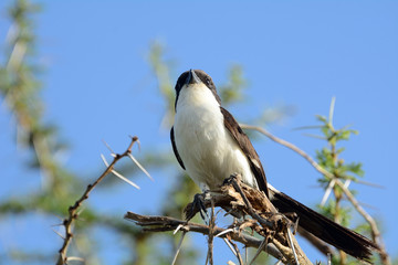 Long-tailed fiscal, Amboseli National Park, Kenya