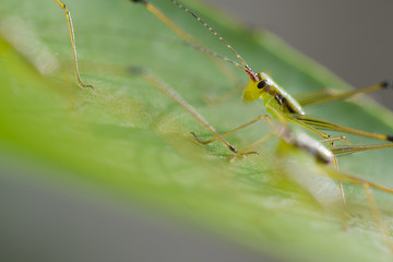Close up grasshopper on leaf
