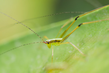 Close up grasshopper on leaf