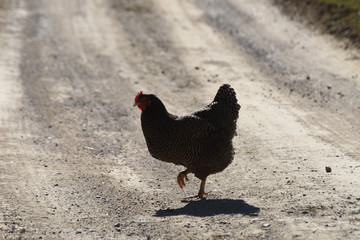 gallo gallina pollo pollaio natura ritratto 