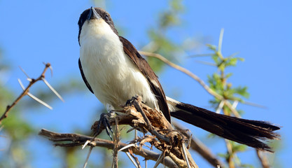 Long-tailed fiscal, Amboseli National Park, Kenya