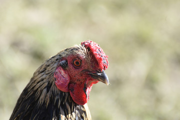gallo gallina pollo pollaio natura ritratto 
