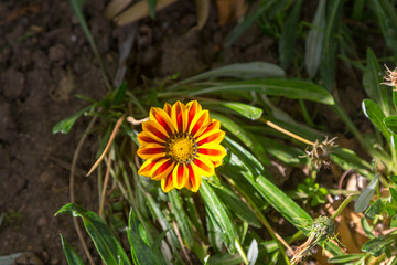 Beautiful flowers with petals of colors