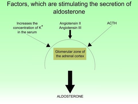 The secretion of aldosterone 