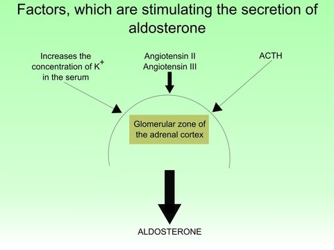 The Secretion Of Aldosterone 