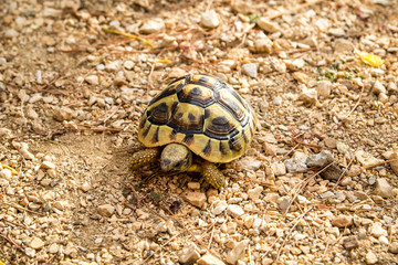 African spurred tortoise