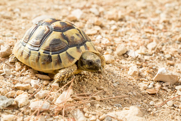 African spurred tortoise