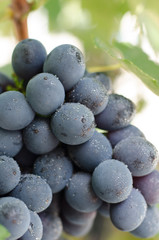 Grape vine of dark grapes