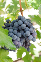 Grape vine of dark grapes