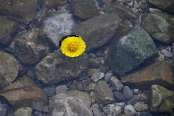 Blume auf Wasser