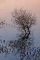 submerged tree at sunset