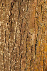 oak bark background