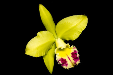 orchid isolated on black