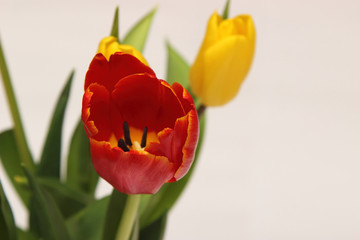 красные и желтые тюльпаны