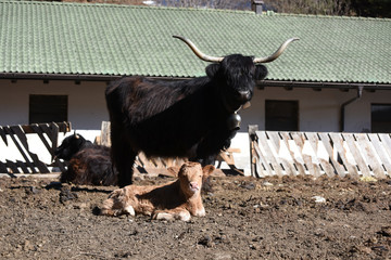 mucche scozzesi toro vitello manzo pelo lungo 
