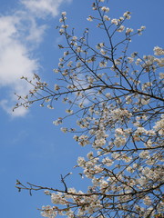 流山市運河水辺公園の桜