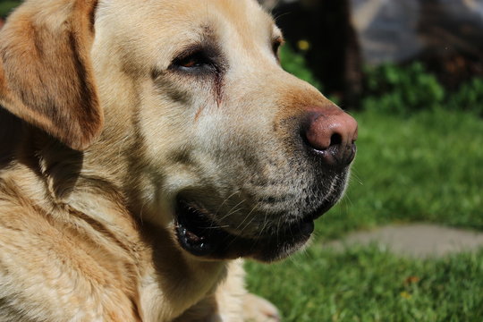 Labrador retriever dog portrait in natural environment. 