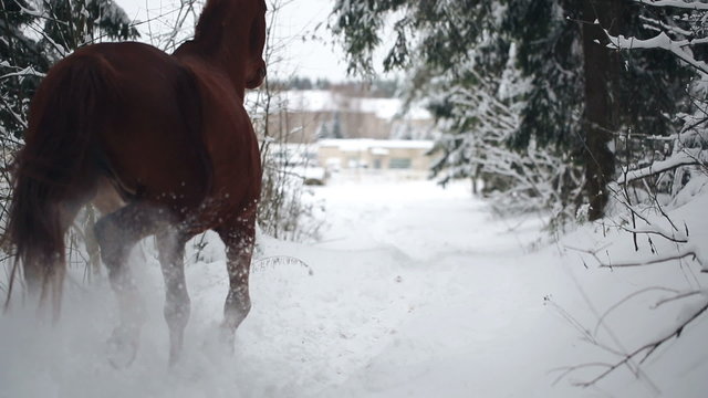 Woman riding a horse in the winter forest