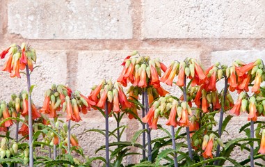 Row of multicolored bell shaped flowers by wall