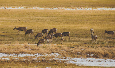 Herd of Deer.